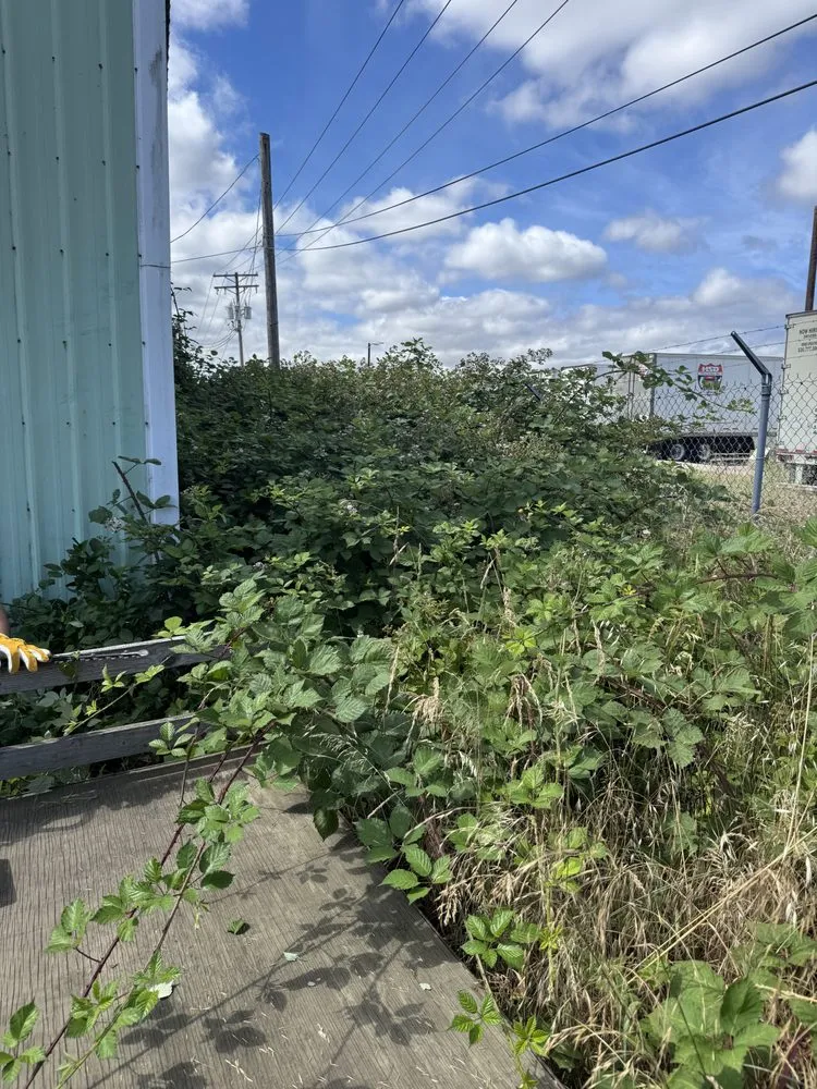 Expert yard maintenance for year-round maintenance across Eugene, OR - B&C Pressure Wash & Landscaping