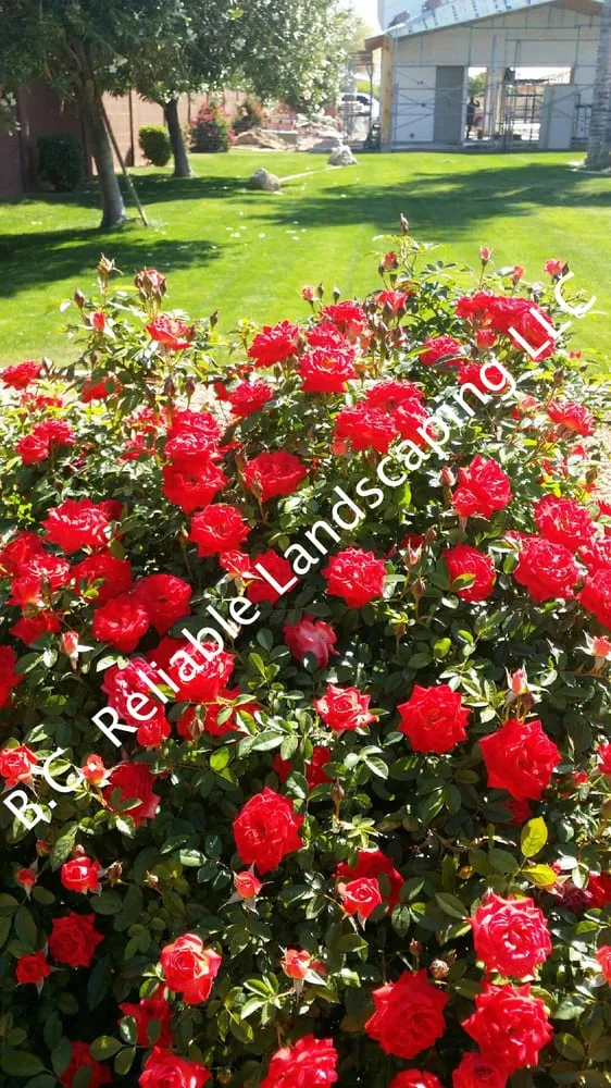 Trusted outdoor landscaping in Mesa, AZ by B.C. Reliable Landscaping