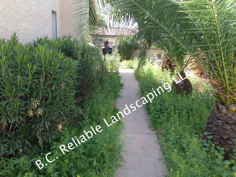 Local lawn mowing service for year-round maintenance across Mesa, AZ - B.C. Reliable Landscaping