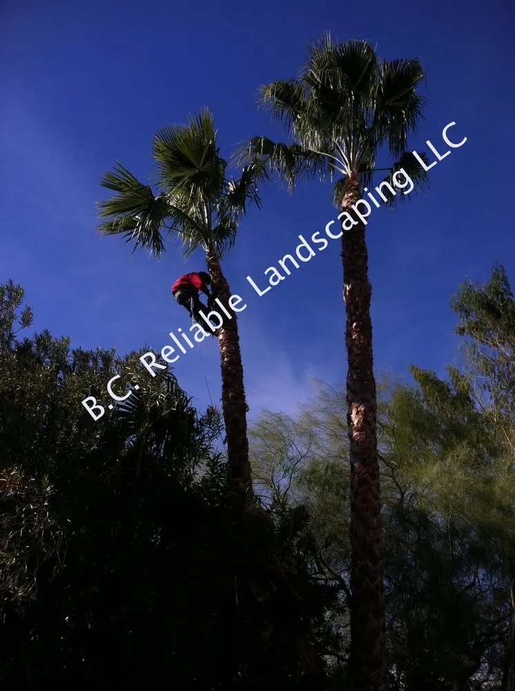 Top-rated landscaping services experts serving Mesa, AZ - B.C. Reliable Landscaping