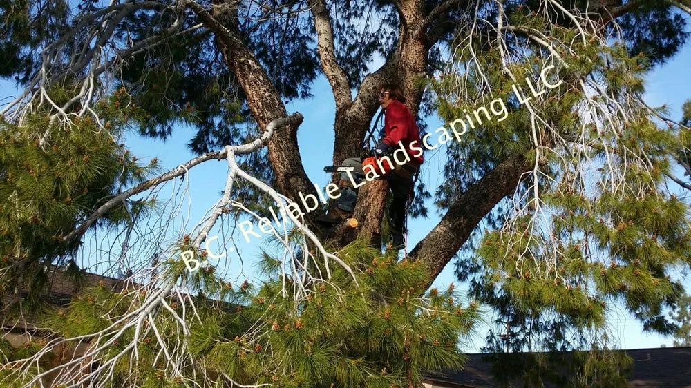 Reliable landscape design for beautiful yards across Mesa, AZ - B.C. Reliable Landscaping