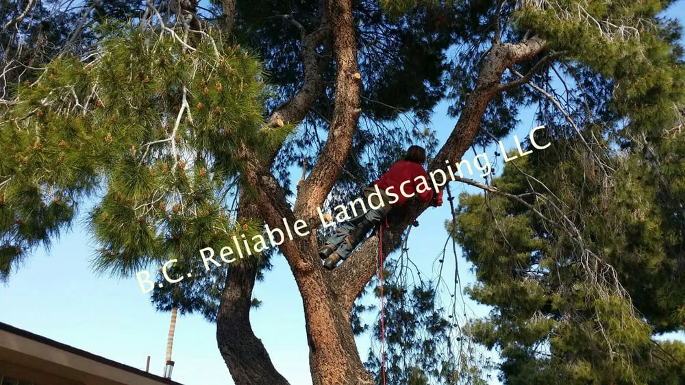 Expert yard maintenance near you across Mesa, AZ - B.C. Reliable Landscaping