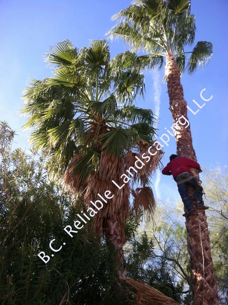 Local outdoor landscaping in Mesa, AZ by B.C. Reliable Landscaping