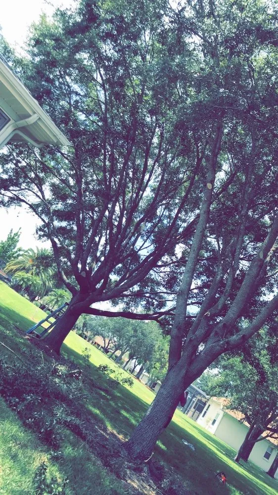 Custom residential landscaping for year-round maintenance across Fruitland Park, FL - BC tree & Landscaping