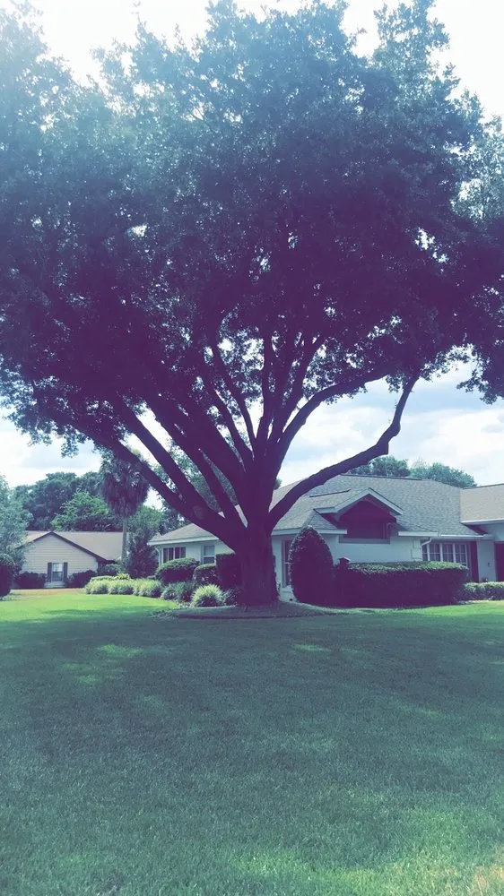 Top-rated residential landscaping experts serving Fruitland Park, FL - BC tree & Landscaping