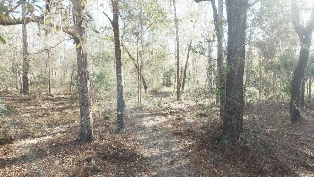 Reliable yard maintenance for residential properties in Spring Hill, FL by Bcms Tractor Services