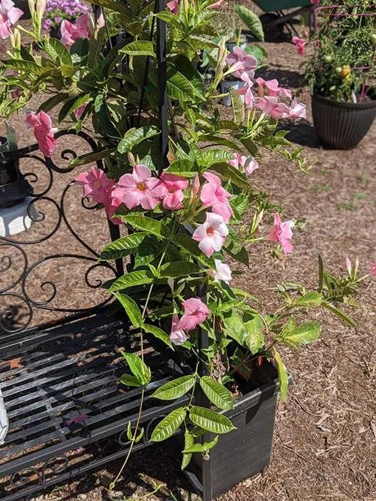 Affordable landscaping services in Michigantown, IN by BCS Boutique