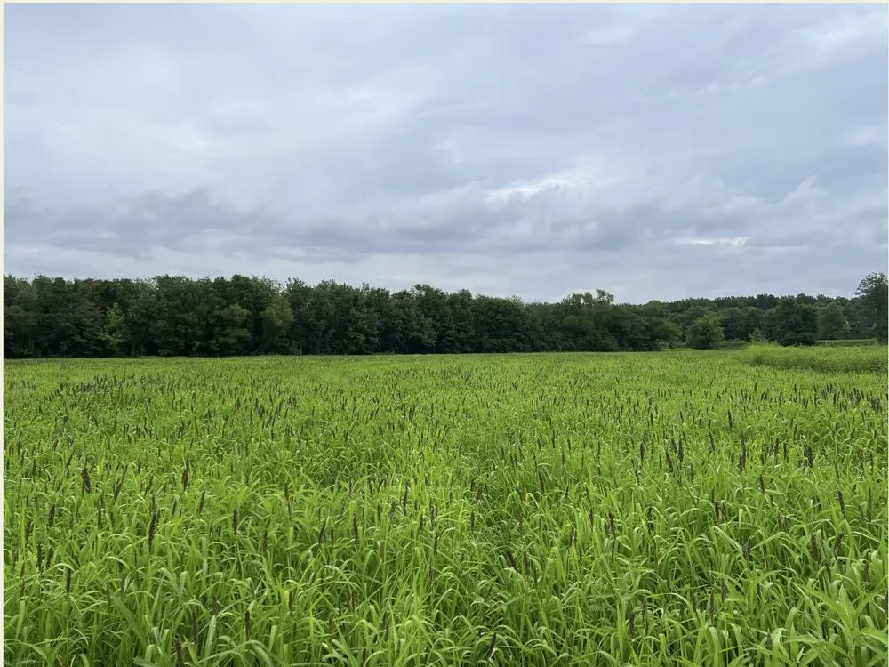 Top-rated landscape design for residential properties in Dexter, MO by BCS Land Company