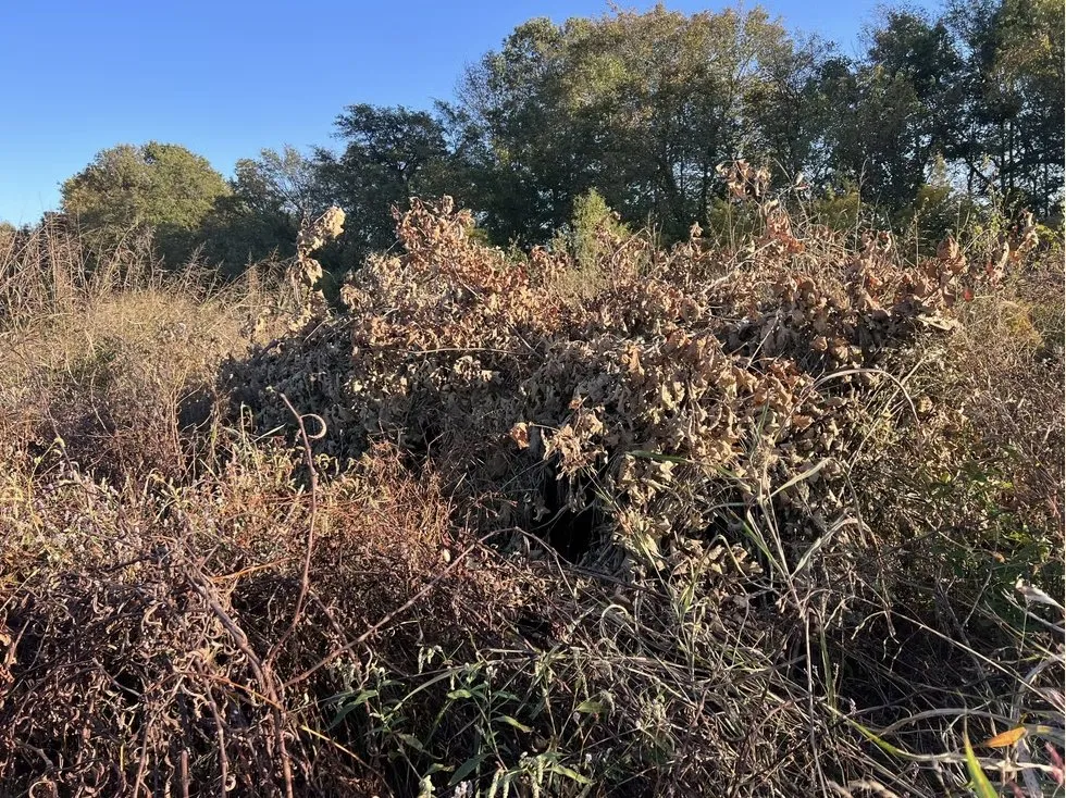 Professional residential landscaping in Dexter, MO - BCS Land Company