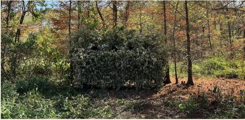 Professional outdoor landscaping in Dexter, MO by BCS Land Company