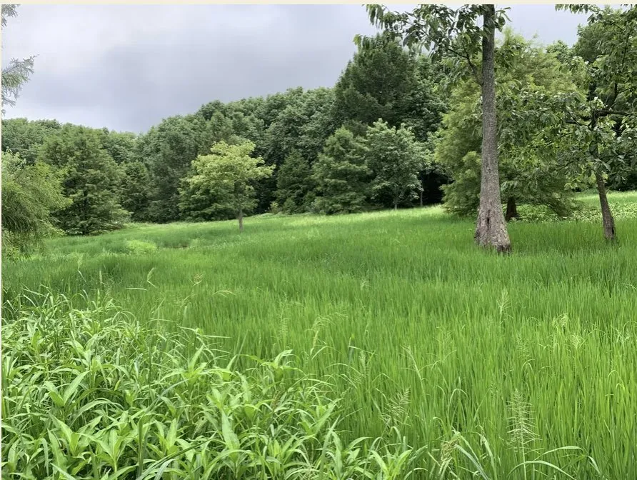 Trusted yard maintenance experts serving Dexter, MO - BCS Land Company