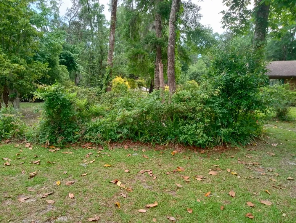 Top-rated lawn care service in Lake City, FL by B&D Cleanout Solutions