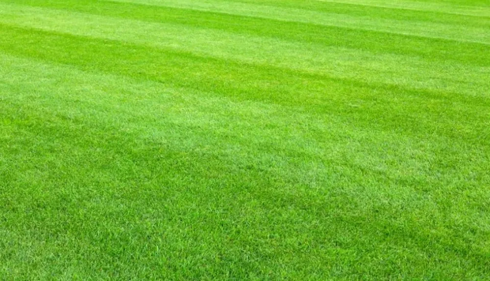 Top-rated yard cleanup service experts serving Swords Creek, VA - B&D Handy Work
