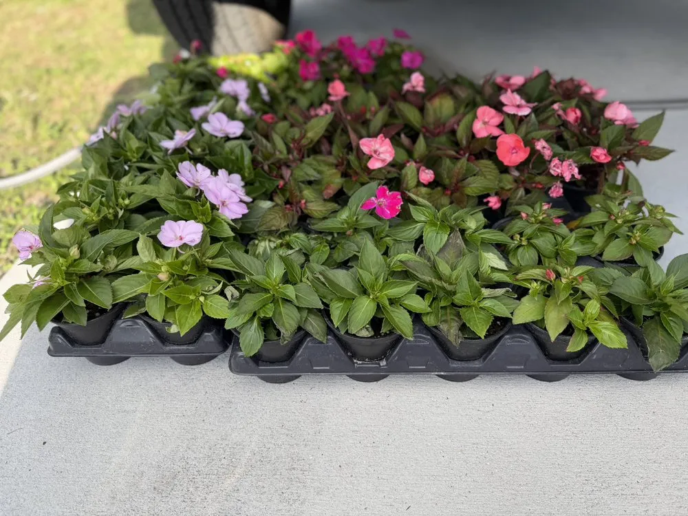 Reliable yard cleanup service in Naples, FL - BD Vista Landscaping