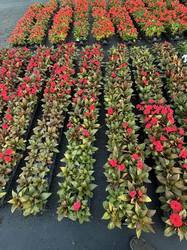 Local landscape installation in Naples, FL by BD Vista Landscaping