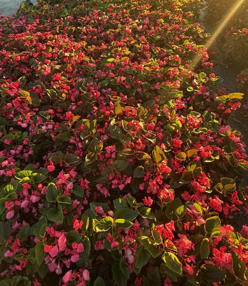 Professional residential landscaping with custom design across Naples, FL - BD Vista Landscaping