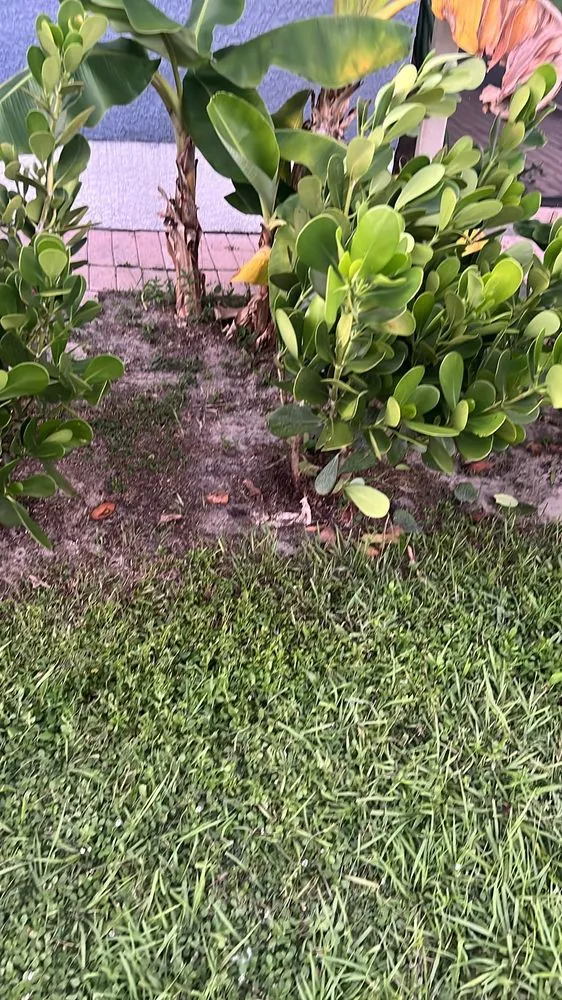 Reliable outdoor landscaping in Naples, FL by BD Vista Landscaping