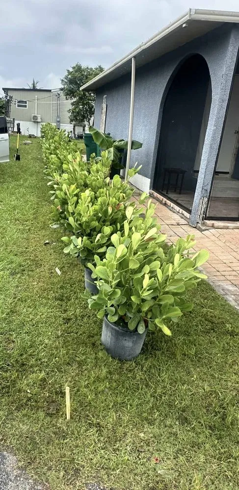 Expert yard cleanup service in Naples, FL - BD Vista Landscaping