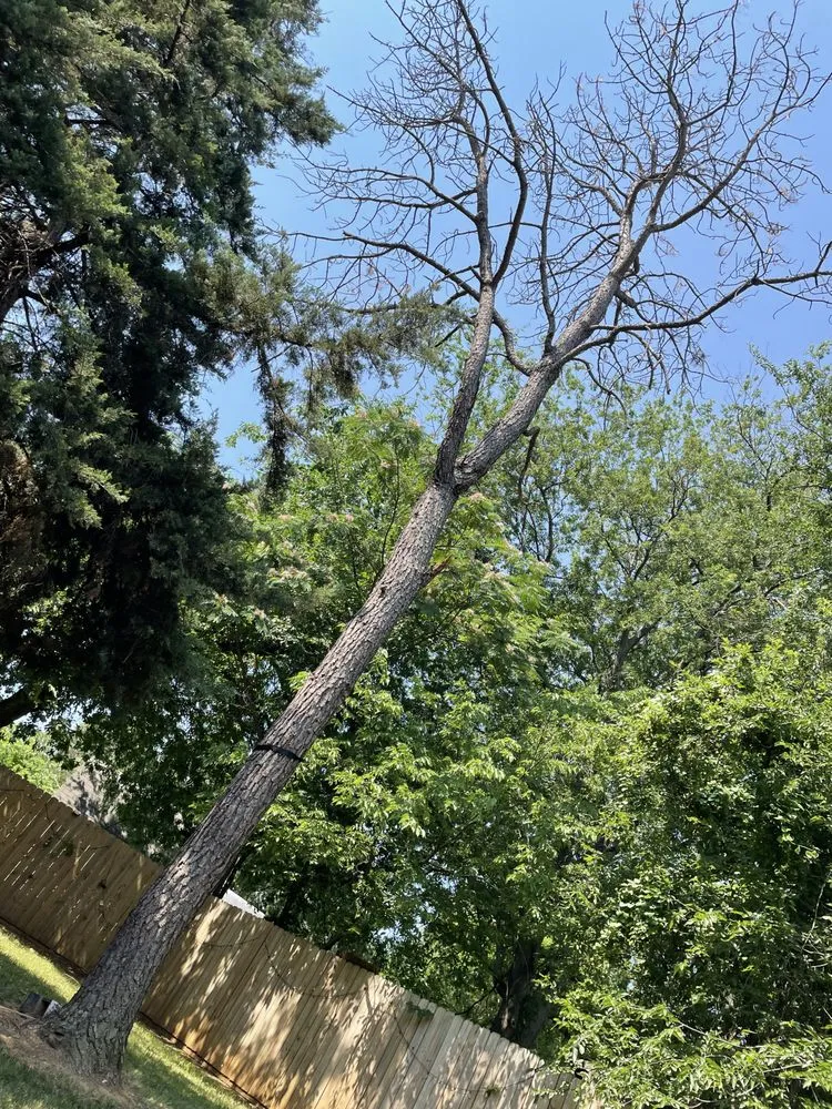 Reliable landscaping services near you in Grand Prairie, TX by BDF’s Landscaping