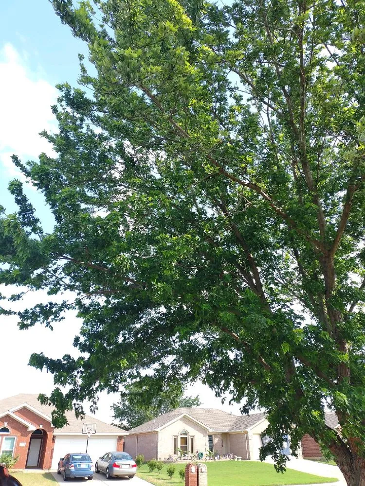 Custom garden landscaping near you in Grand Prairie, TX by BDF’s Landscaping