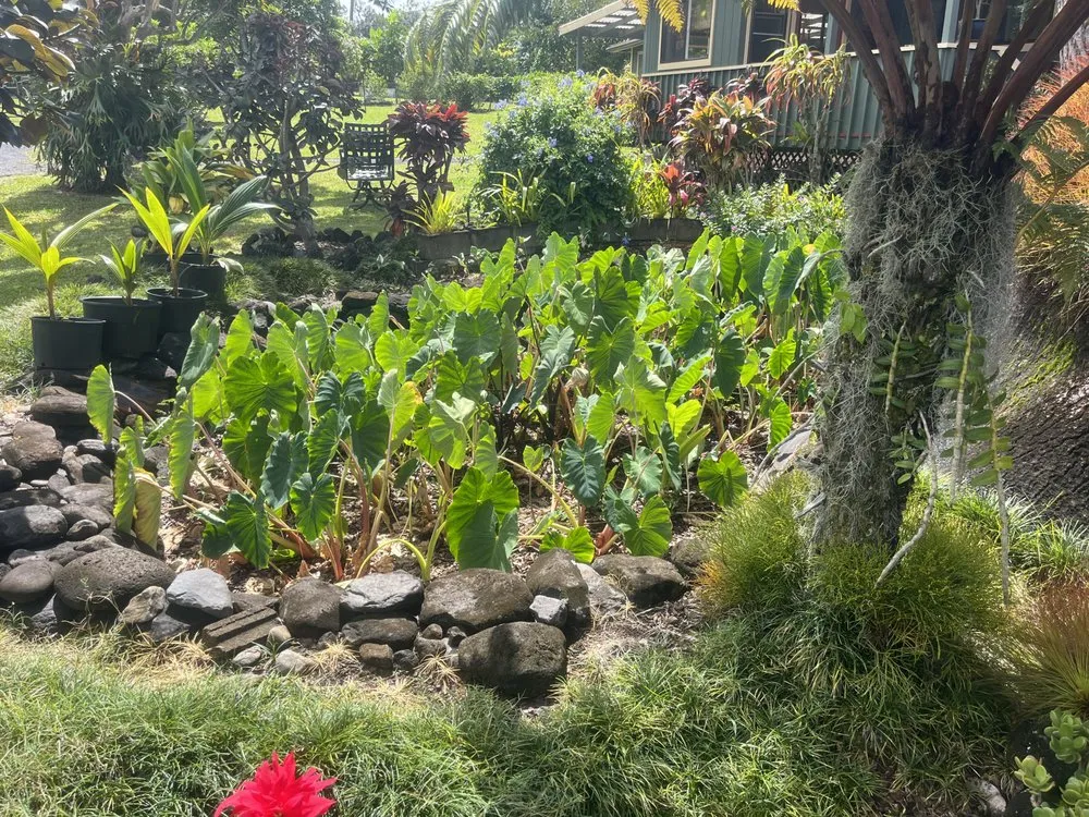 Reliable yard cleanup service in Kula, HI - Be Easy Landscaping