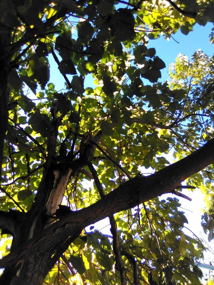 Custom residential landscaping for year-round maintenance across Grafton, MA - Be Green Landscaping