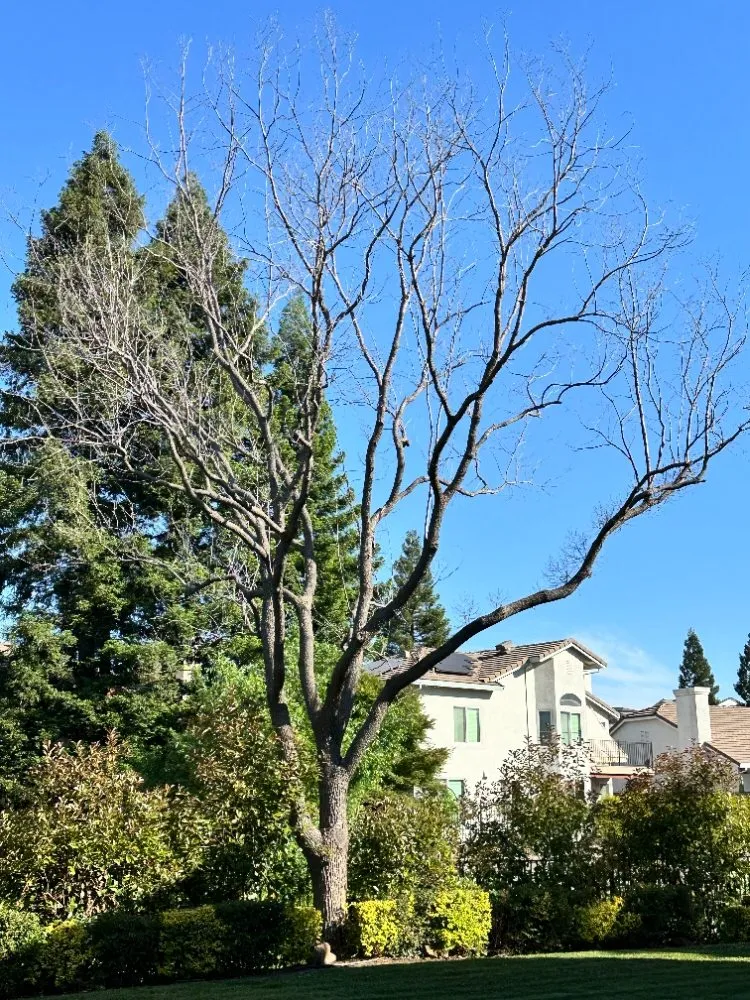 Custom lawn mowing service for residential properties in Sacramento, CA by B&E H Tree services & Landscaping