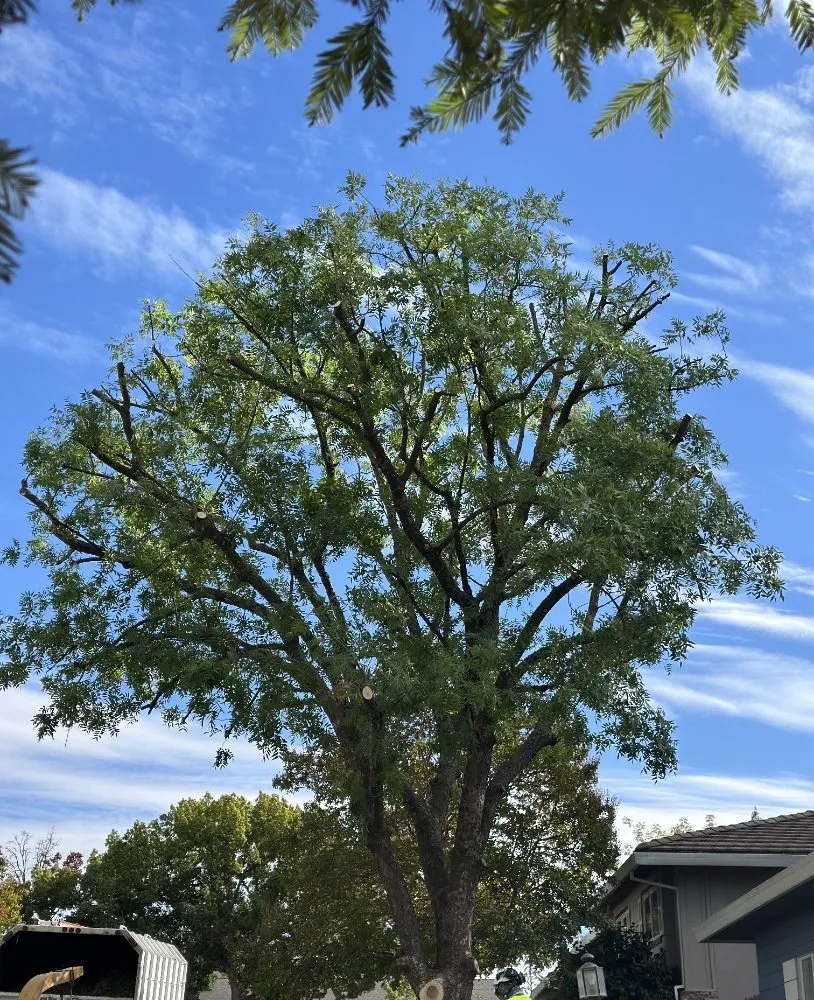 Local residential landscaping in Sacramento, CA - B&E H Tree services & Landscaping