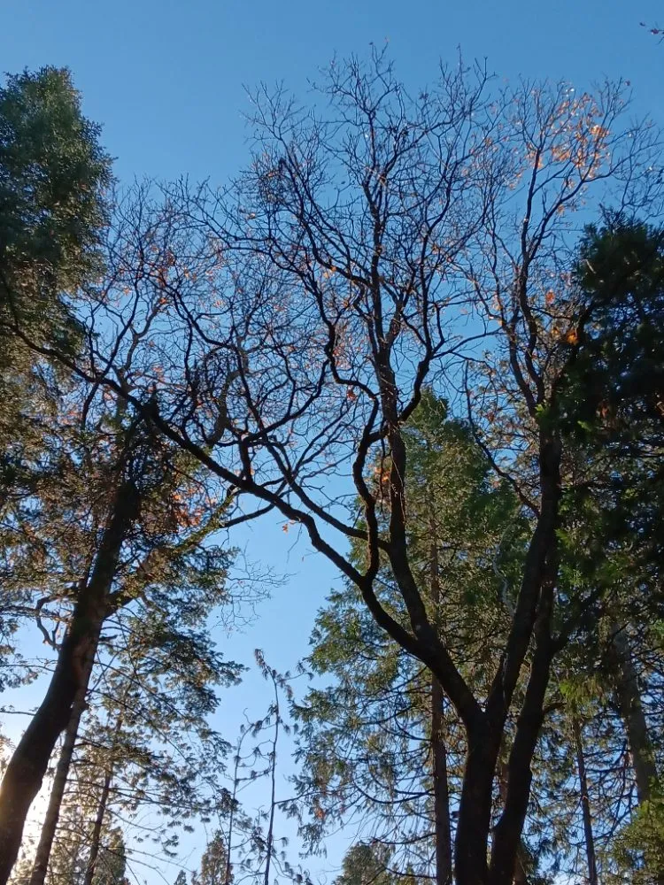 Affordable landscape design for beautiful yards across Sacramento, CA - B&E H Tree services & Landscaping