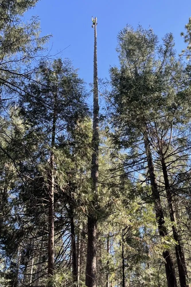 Trusted residential landscaping for beautiful yards in Sacramento, CA by B&E H Tree services & Landscaping