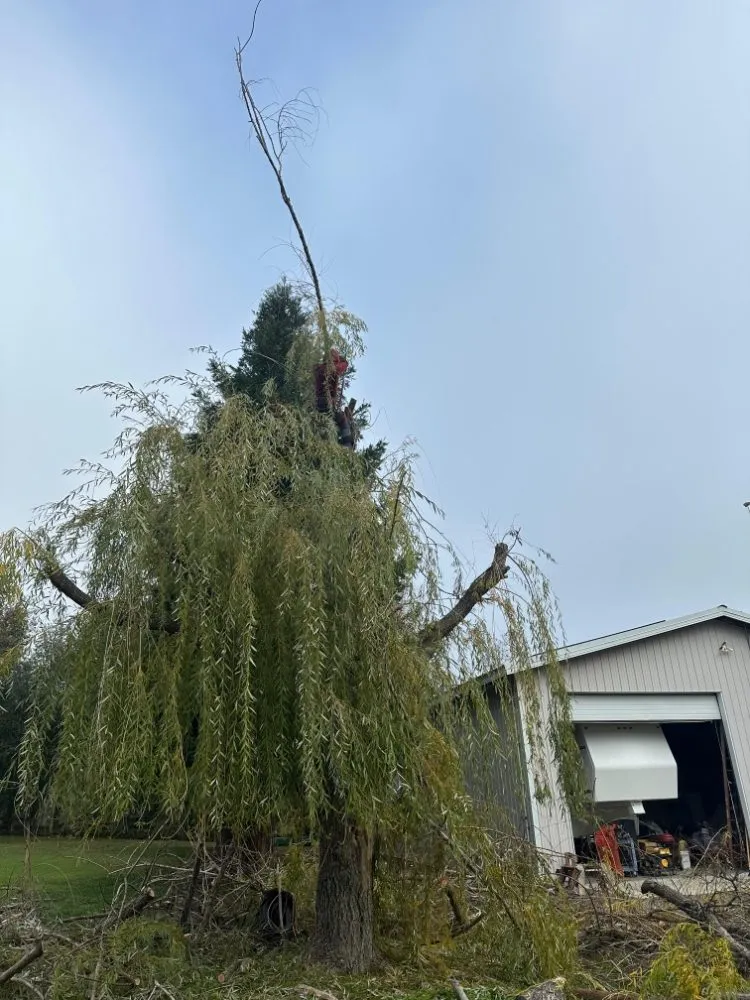 Professional yard cleanup service experts serving Sacramento, CA - B&E H Tree services & Landscaping