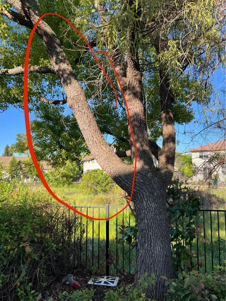 Expert yard cleanup service with custom design across Sacramento, CA - B&E H Tree services & Landscaping