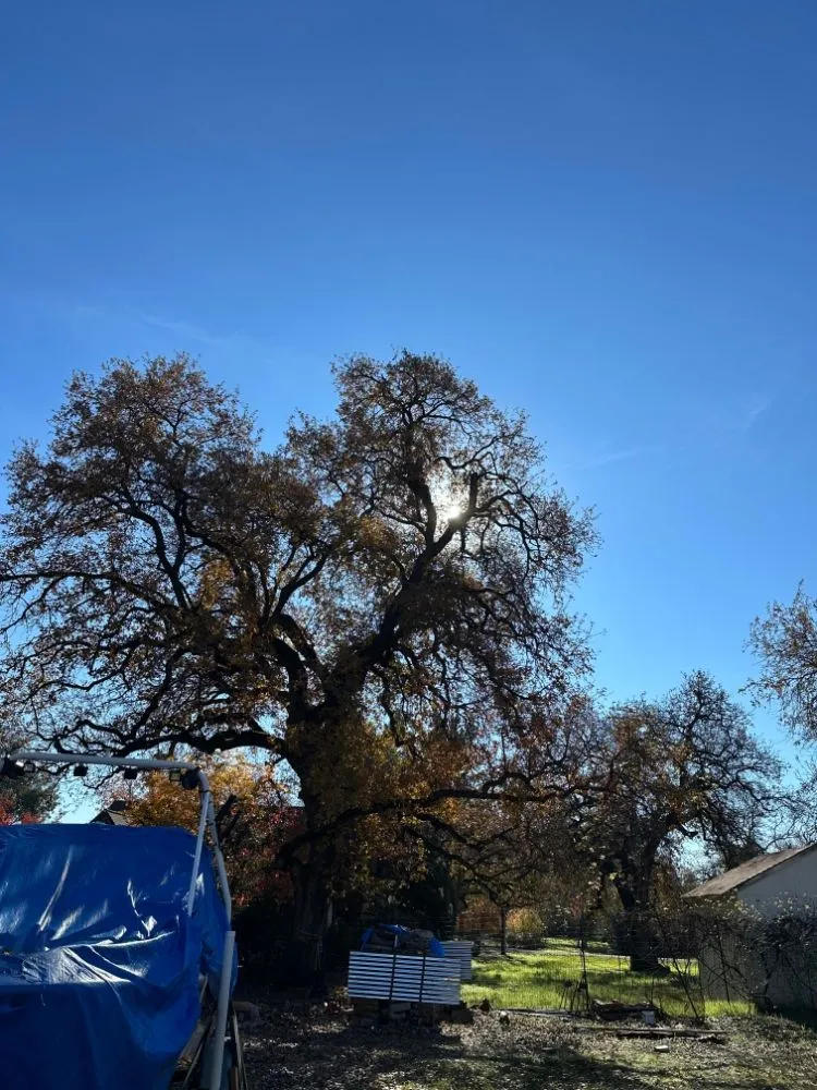 Top-rated residential landscaping experts serving Sacramento, CA - B&E H Tree services & Landscaping