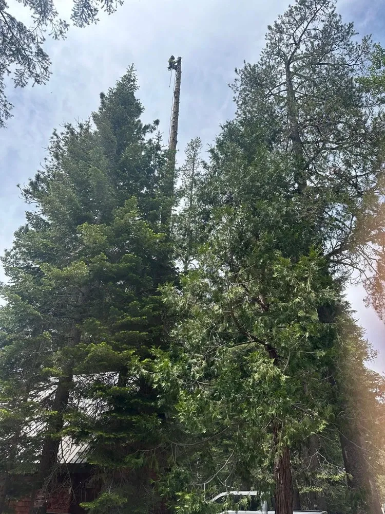 Affordable yard cleanup service experts serving Sacramento, CA - B&E H Tree services & Landscaping