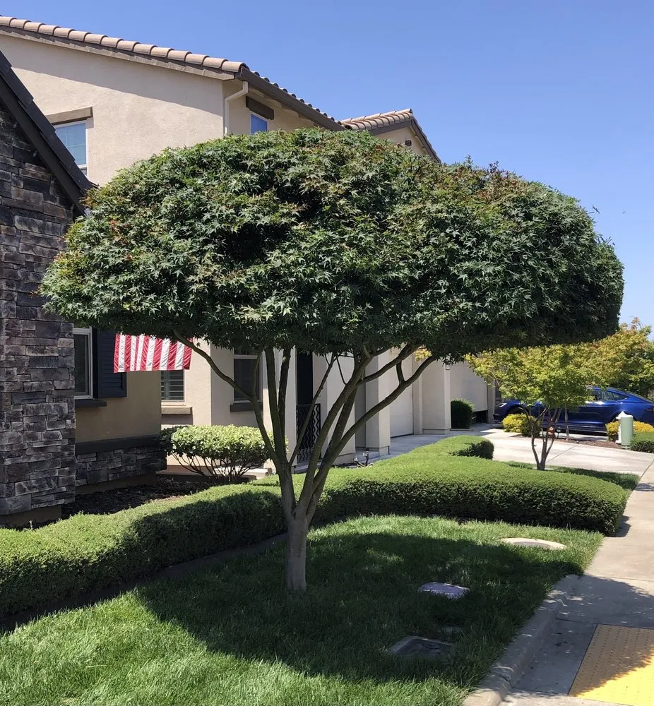 Affordable yard cleanup service with custom design in Sacramento, CA by B&E H Tree services & Landscaping