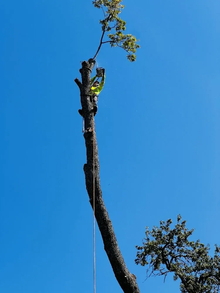 Reliable lawn mowing service in Sacramento, CA - B&E H Tree services & Landscaping