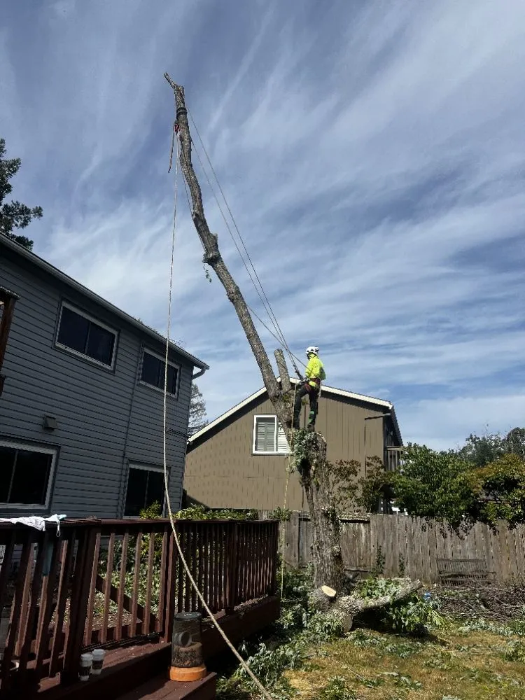 Expert outdoor landscaping for outdoor upgrades in Sacramento, CA by B&E H Tree services & Landscaping