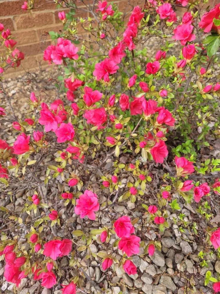 Reliable yard maintenance in Gate City, VA - B&E Lawn and Property