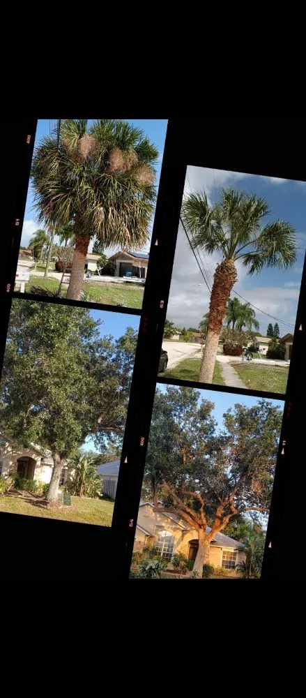 Reliable lawn care service for beautiful yards in Cocoa, FL by B&E Tree Service