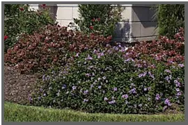 Affordable lawn care service experts serving Myrtle Beach, SC - Beach Landscaping