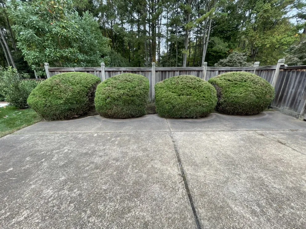 Trusted lawn care service in Virginia Beach, VA by Beach Landscaping