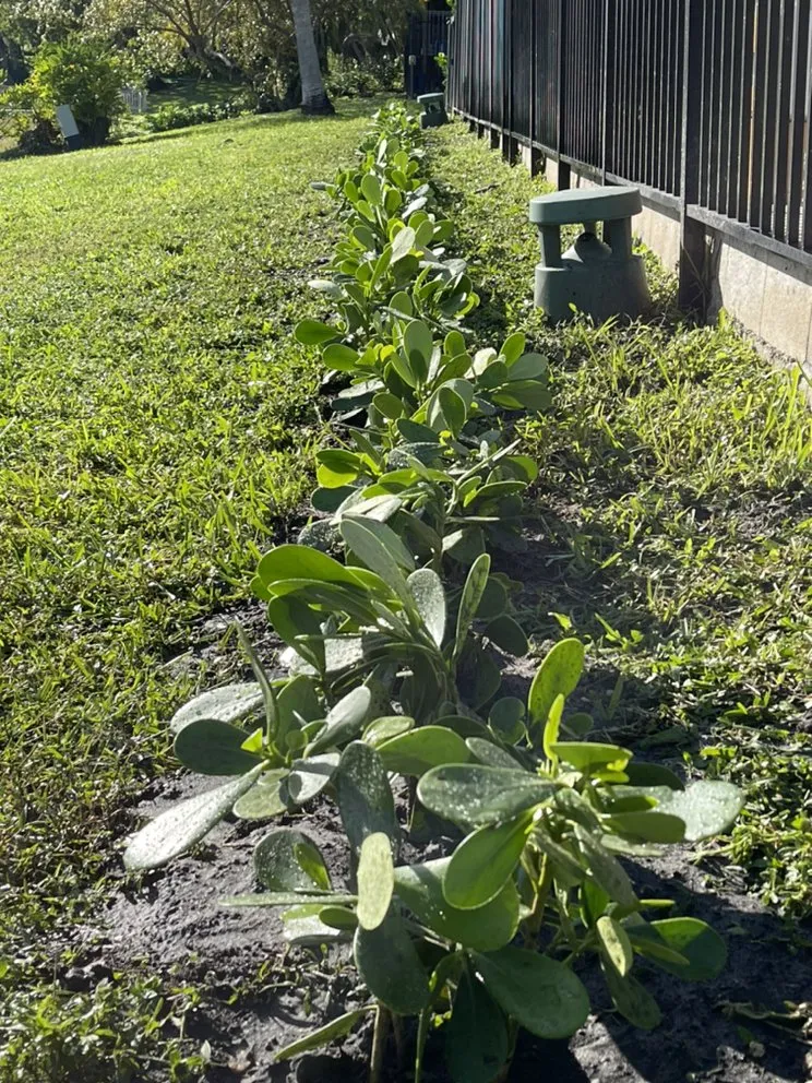 Expert yard maintenance in Deerfield Beach, FL by Beachside Pool & Garden