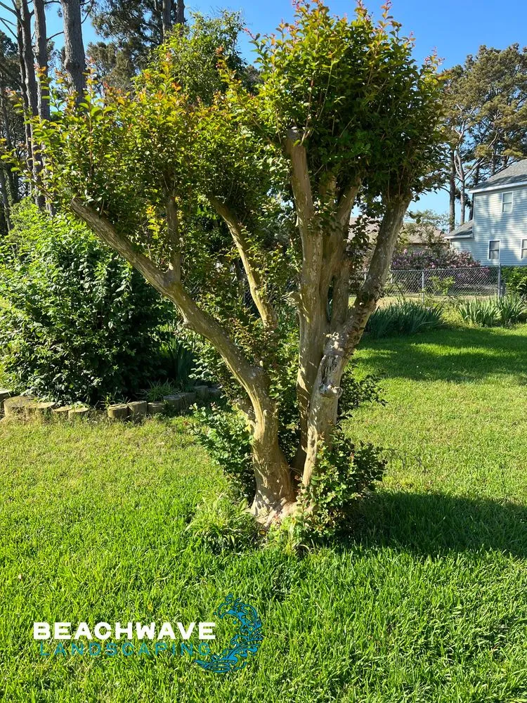 Top-rated residential landscaping for residential properties in Manteo, NC by Beachwave landscaping