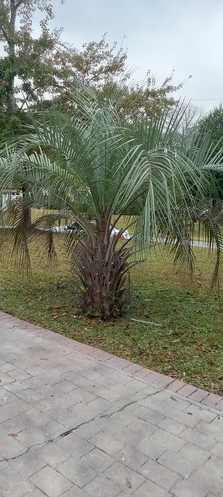 Top-rated landscape design for residential properties across Myrtle Beach, SC - Beachy Outdoor Services