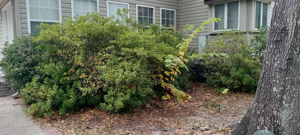 Local lawn care service in Myrtle Beach, SC by Beachy Outdoor Services