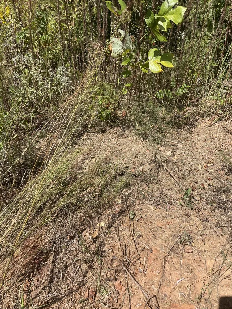 Local yard maintenance for beautiful yards in Valley, AL by Beacon Landscaping