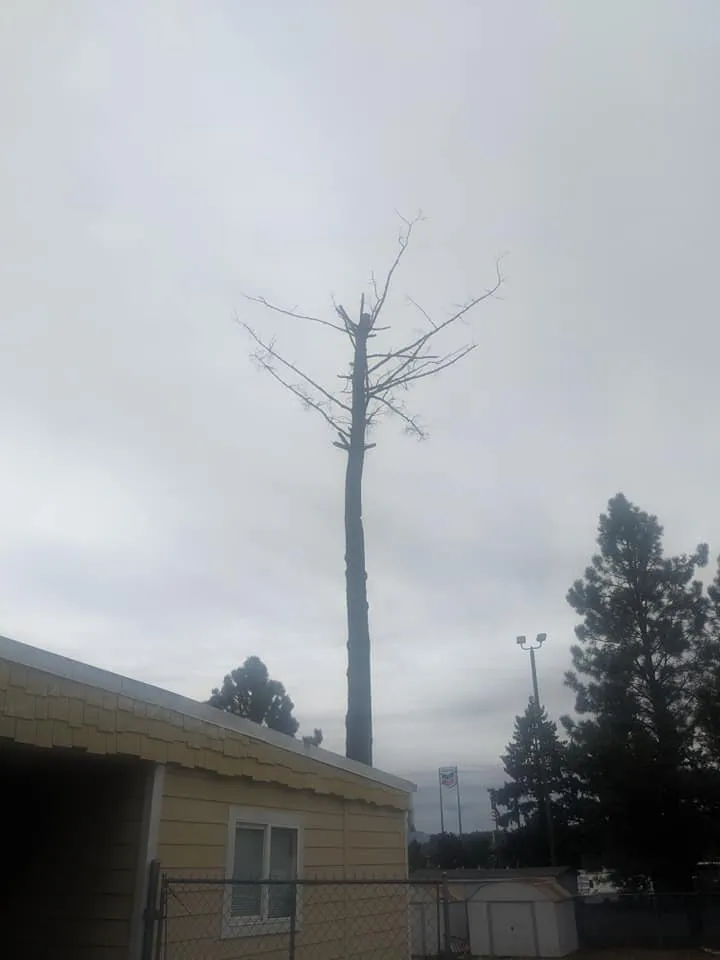 Expert yard maintenance for residential properties across Roseburg, OR - Beahm Property Care