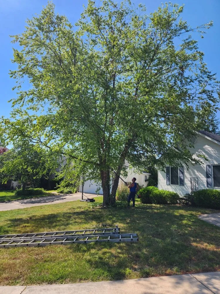 Expert yard cleanup service in Jefferson City, MO - Beans Affordable Tree Service