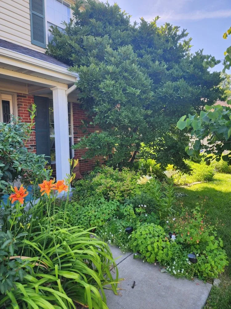 Reliable yard cleanup service for residential properties across Jefferson City, MO - Beans Affordable Tree Service