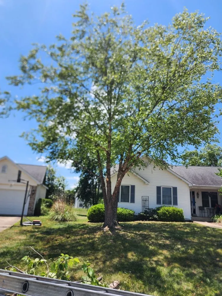 Reliable landscape installation in Jefferson City, MO - Beans Affordable Tree Service